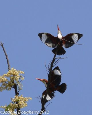 Joanne Dougherty, 2012 India Photography Trip II, photograph 3