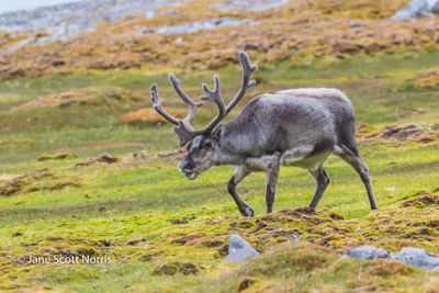 Reindeer on the trot