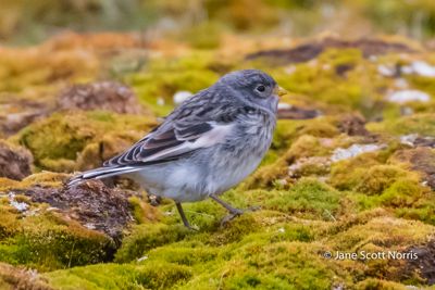 Female Snow Bunting