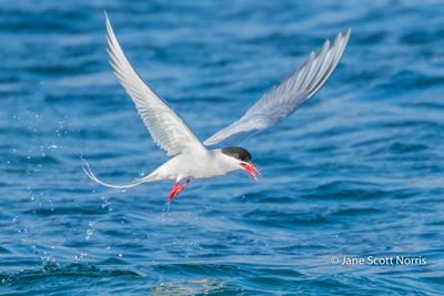 Arctic Tern