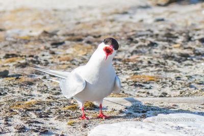 Arctic Tern