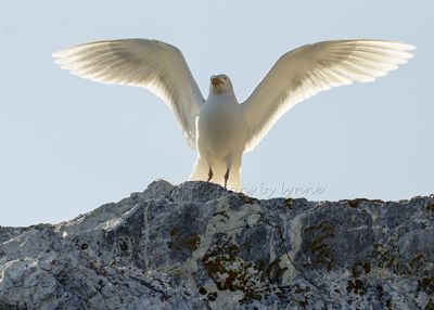 Angelic Ivory Gull