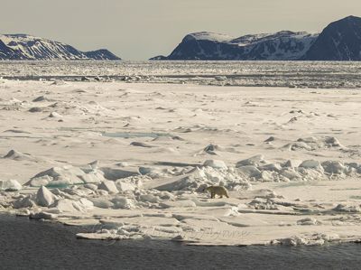 The Lonely Life of a Polar Bear