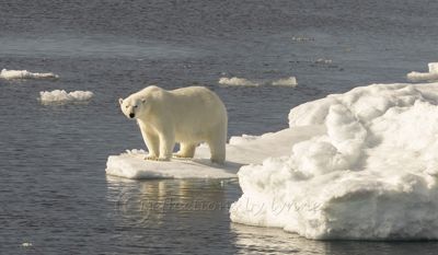 Polar Bear on the Edge