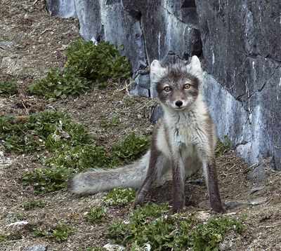 Artic Fox in Transition