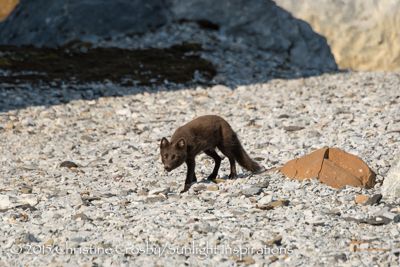 Arctic Fox, (blue coat), Svalbard