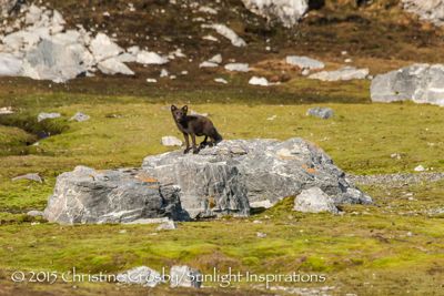 Arctic Fox, (blue coat), Svalbard