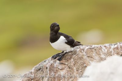 little Auks