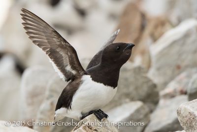 little Auks