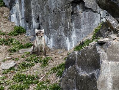 Jim Edwards, 2015 Svalbard Photography Tour, photograph 2