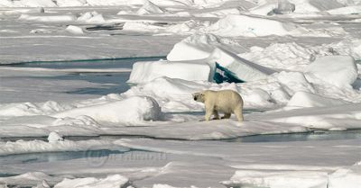 Jim Edwards, 2015 Svalbard Photography Tour, photograph 4
