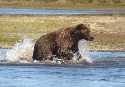 Faye Stone, 2015 Alaska Brown Bear Photography Tour I, photograph 1