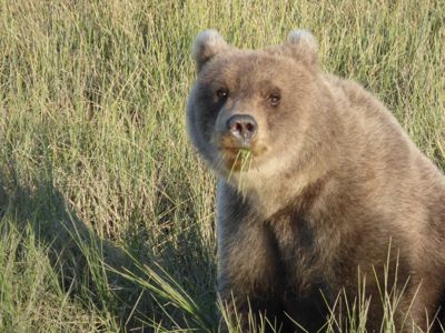 Faye Stone, 2015 Alaska Brown Bear Photography Tour I, photograph 2