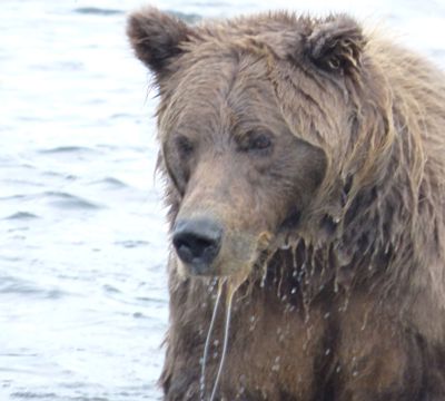 Faye Stone, 2015 Alaska Brown Bear Photography Tour I, photograph 3