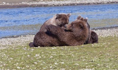 Lynn Clayton, 2015 Alaska Brown Bear Photography Tour I, photograph 1