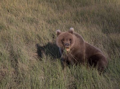 Lynn Clayton, 2015 Alaska Brown Bear Photography Tour I, photograph 2