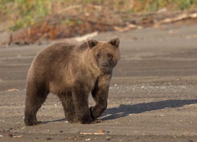 Lynn Clayton, 2015 Alaska Brown Bear Photography Tour I, photograph 3
