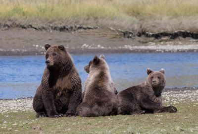 Lynn Clayton, 2015 Alaska Brown Bear Photography Tour I, photograph 4