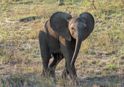 Baby Elephant at Londolozi