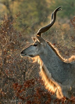 Backlit Kudu at Sabi Sabi