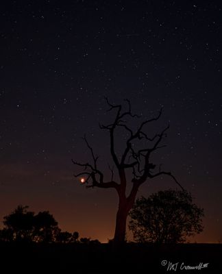 Blood Moon at Londolozi