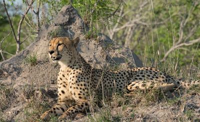 Cheetah at Mala Mala