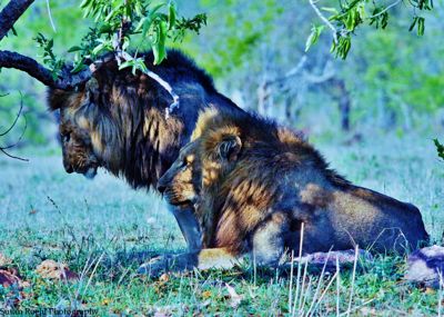 Susan L. Roehl, 2015 South Africa Ultimate Cat Experience I, photograph 1