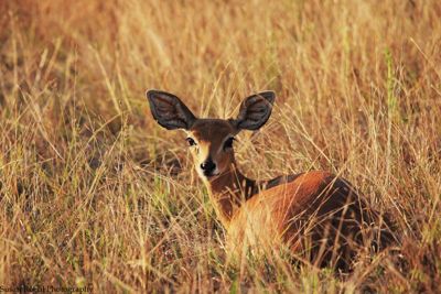 Susan L. Roehl, 2015 South Africa Ultimate Cat Experience I, photograph 3