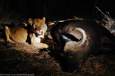 Susan L. Roehl, 2015 South Africa Ultimate Cat Experience I, photograph 4