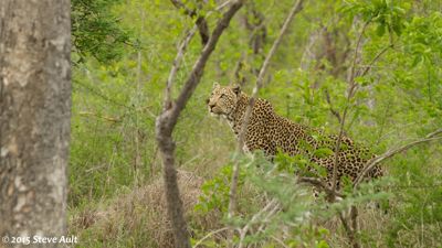 Leopard in Mala Mala