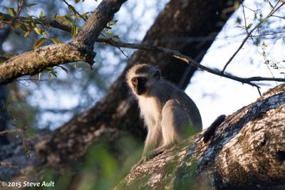 Vervet in Mala Mala