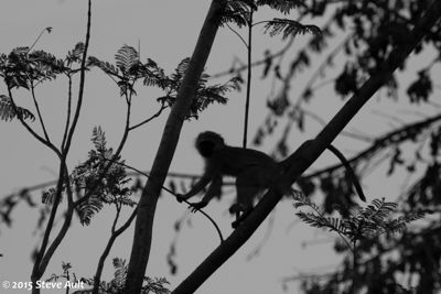 Vervet in Mala Mala
