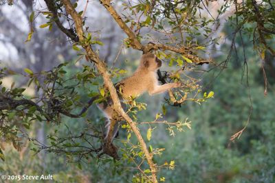 Vervet in Mala Mala