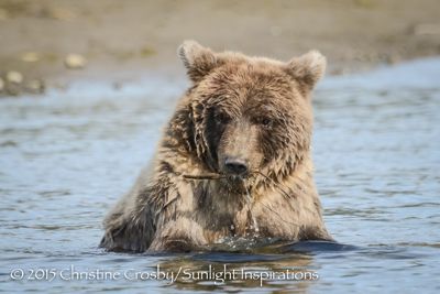 Crimp’s cub playing with sticks inthe creek