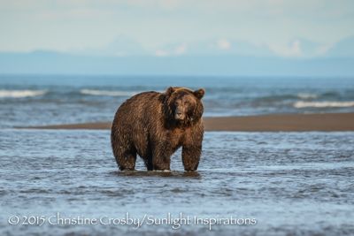 Looper (big older sow) fishing for silver salmon at the mouth of the river