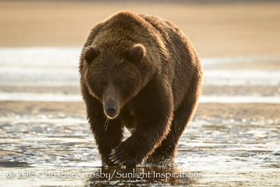 Looper (big older sow) fishing for silver salmon at the mouth of the river