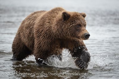 Crimp salmon fishing at mouth of river