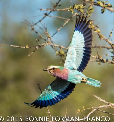 Lilac breasted roller