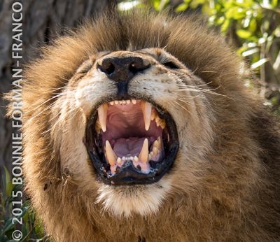 Big king determining if his female mate is ready for courtship