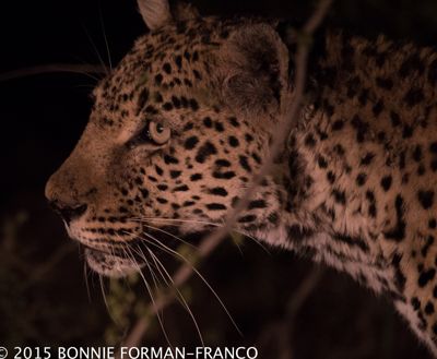 Night ride, hunting with the leopard