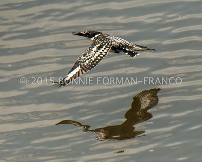 Pied Kingfisher and it’s shadow