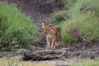 Allan Coffey, 2015 Kenya Photography Tour II, photograph 1