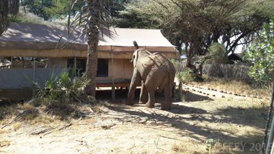 Allan Coffey, 2015 Kenya Photography Tour II, photograph 2