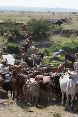 Allan Coffey, 2015 Kenya Photography Tour II, photograph 4