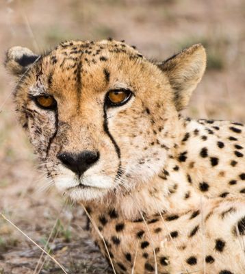 william phillips, 2015 South Africa Ultimate Cat Experience II, photograph 1
