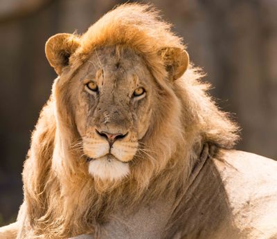 william phillips, 2015 South Africa Ultimate Cat Experience II, photograph 2