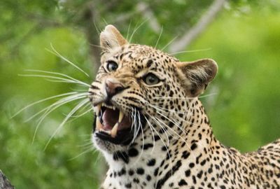william phillips, 2015 South Africa Ultimate Cat Experience II, photograph 3