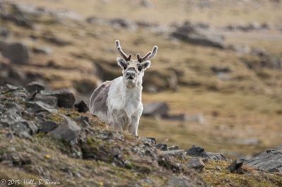 Holly Brown, 2015 Svalbard Photography Tour, photograph 1