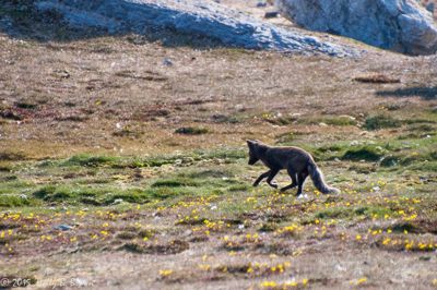 Holly Brown, 2015 Svalbard Photography Tour, photograph 2