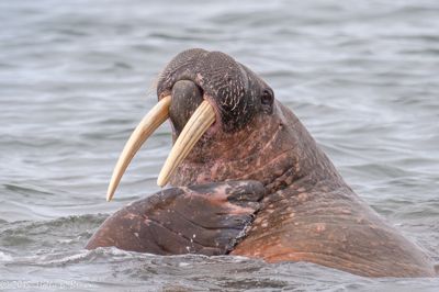 Holly Brown, 2015 Svalbard Photography Tour, photograph 3